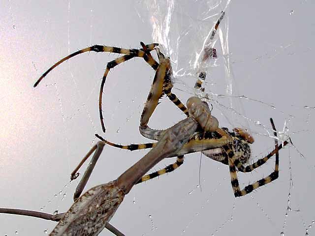 mantis against a spider