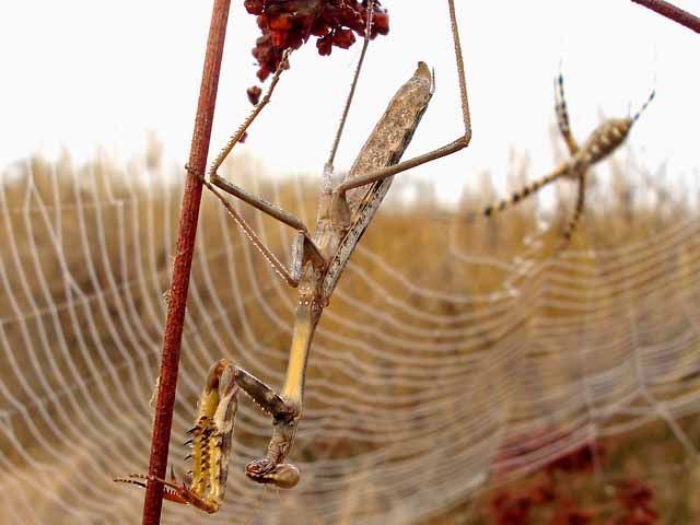 mantis against a spider