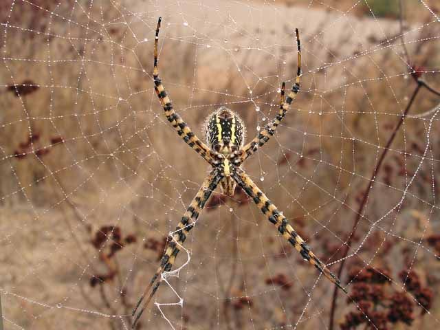 mantis against a spider