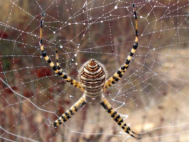 mantis against a spider