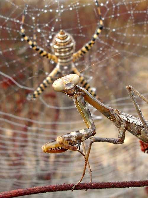 mantis against a spider