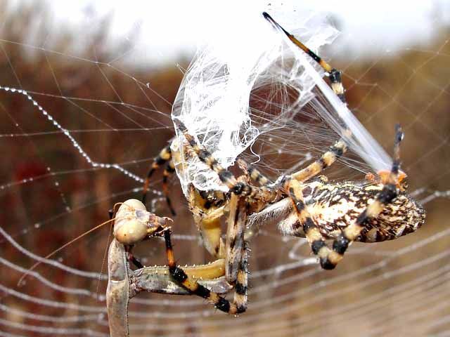 mantis against a spider