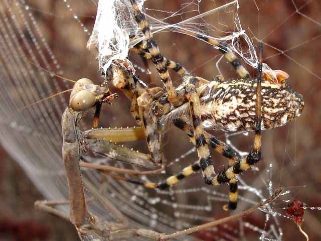 mantis against a spider