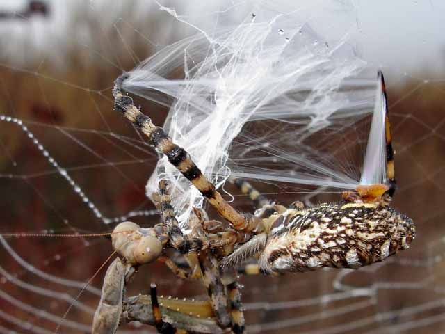mantis against a spider