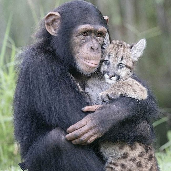 monkey as a mother of a small puma