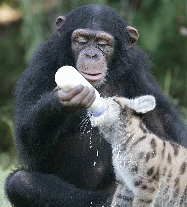 monkey as a mother of a small puma