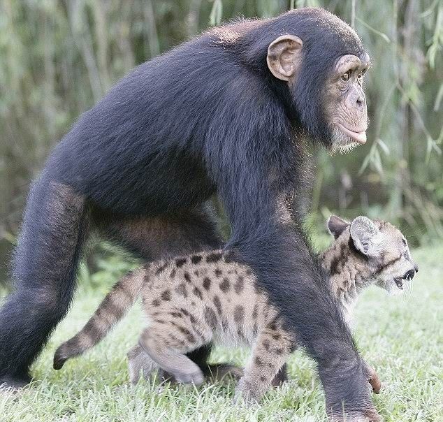 monkey as a mother of a small puma