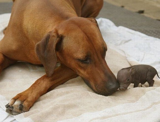 dog with abandoned pig