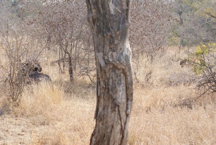 lioness against a buffalo