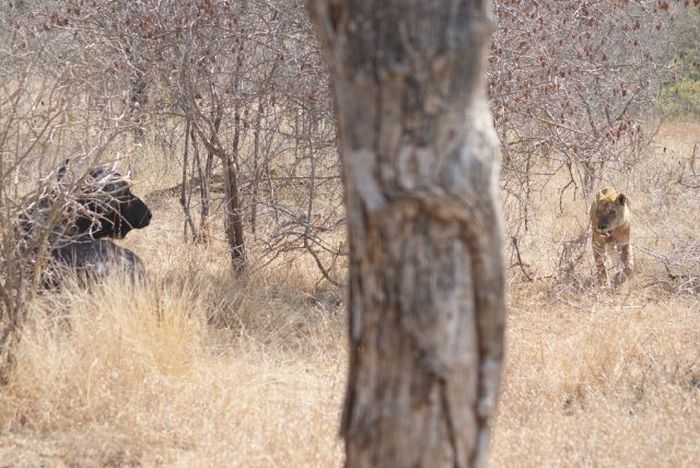 lioness against a buffalo