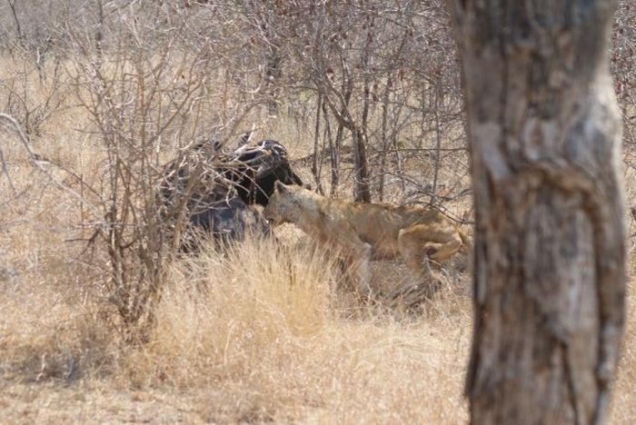 lioness against a buffalo