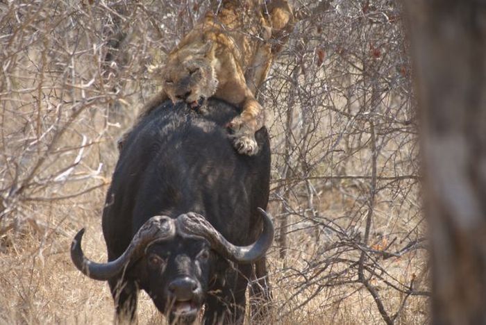 lioness against a buffalo