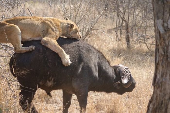 lioness against a buffalo