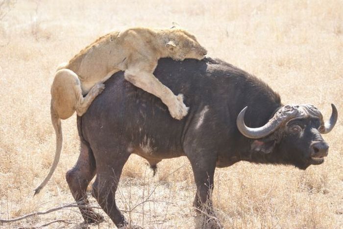 lioness against a buffalo