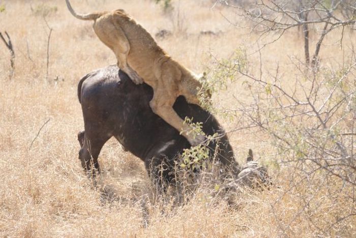 lioness against a buffalo