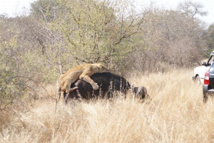 lioness against a buffalo