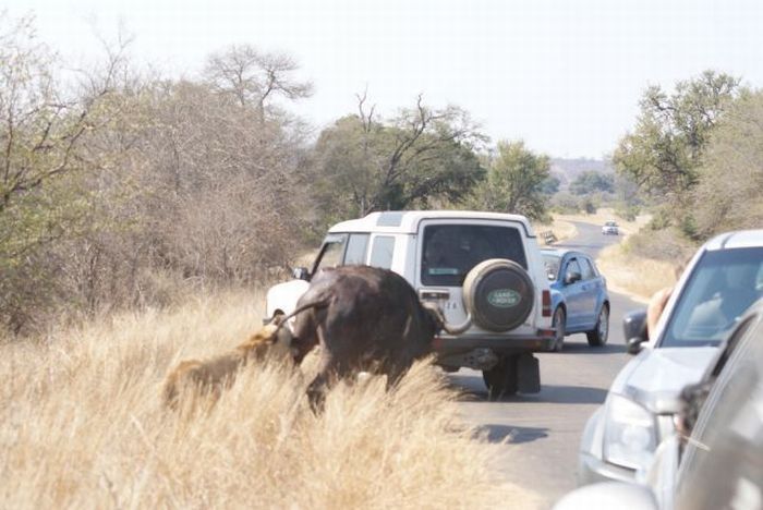 lioness against a buffalo