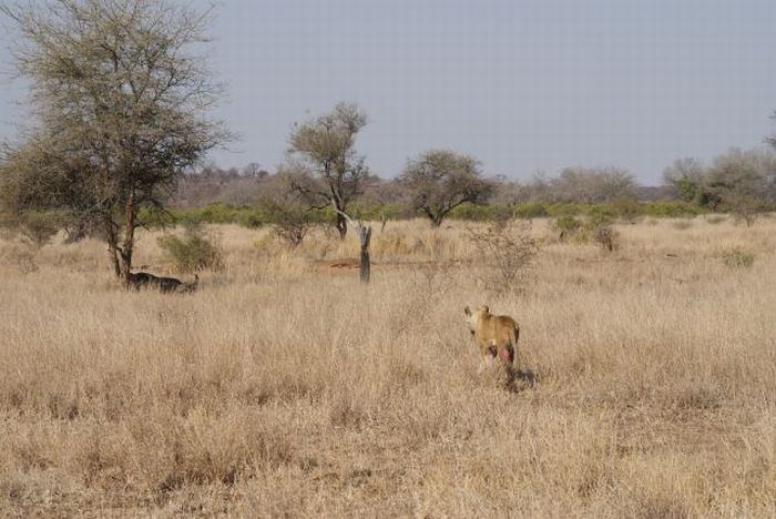 lioness against a buffalo