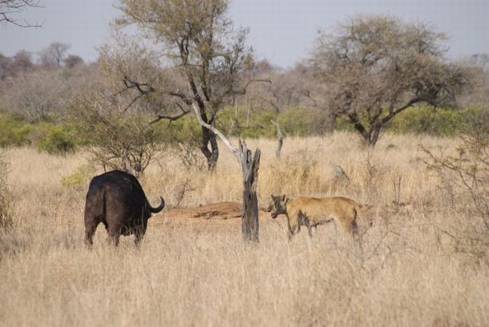 lioness against a buffalo