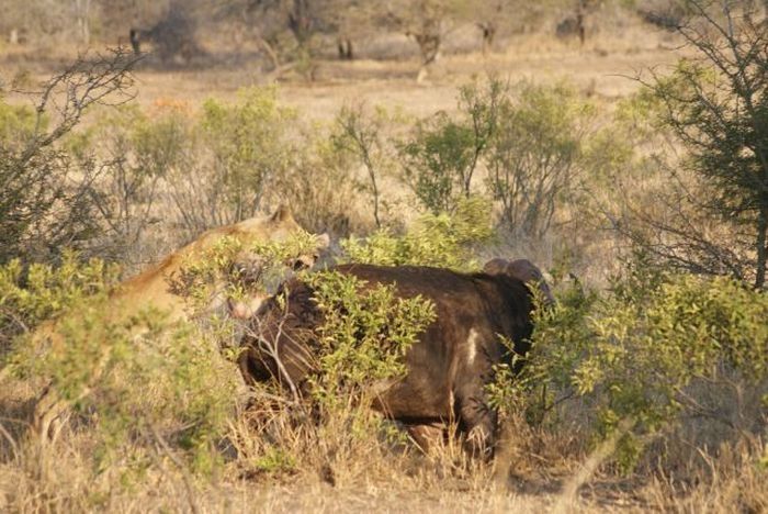 lioness against a buffalo