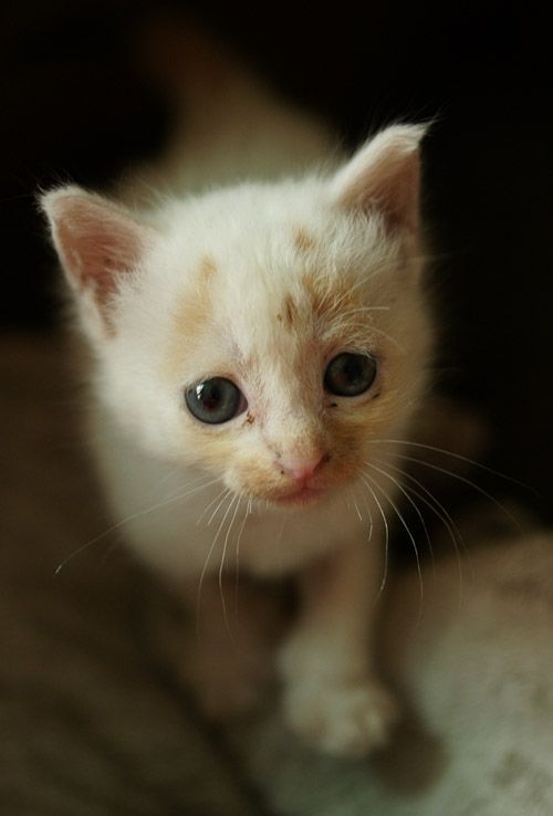 little kitten found on the street