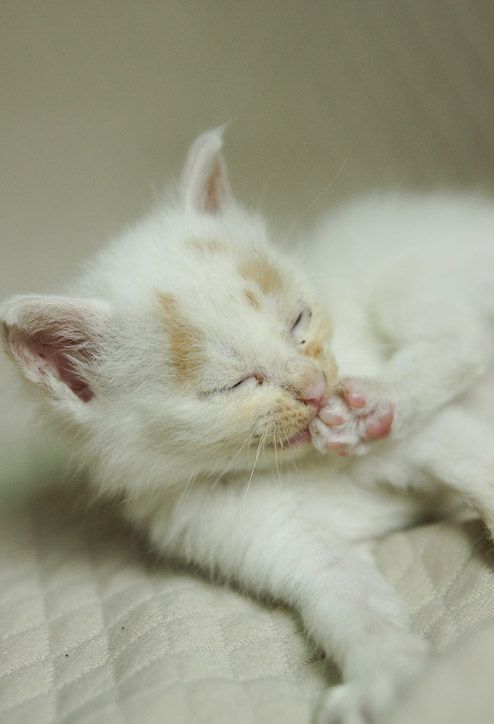 little kitten found on the street