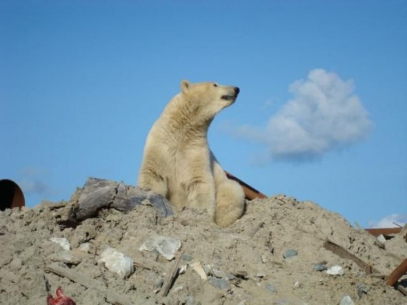 polar bear in the construction area