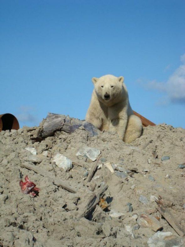 polar bear in the construction area