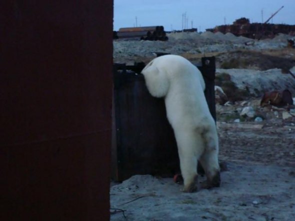 polar bear in the construction area