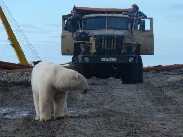 polar bear in the construction area