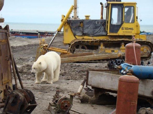 polar bear in the construction area