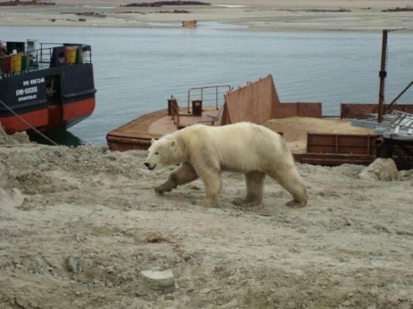 polar bear in the construction area