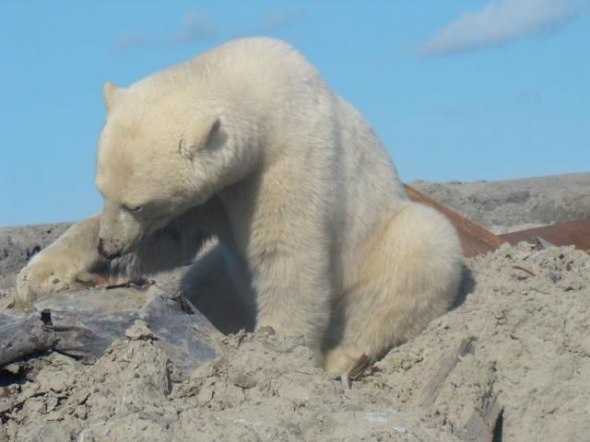 polar bear in the construction area