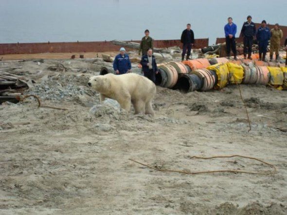 polar bear in the construction area