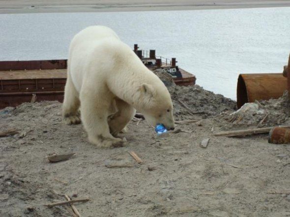 polar bear in the construction area