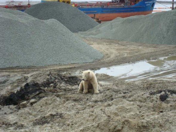 polar bear in the construction area