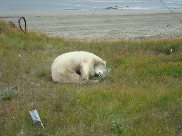 polar bear in the construction area