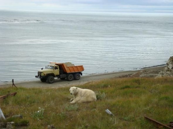 polar bear in the construction area