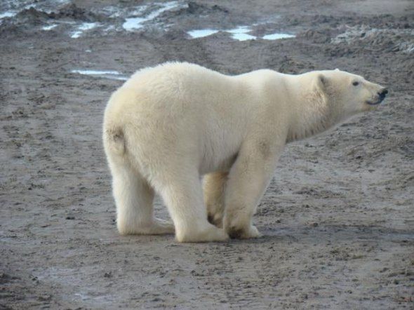 polar bear in the construction area