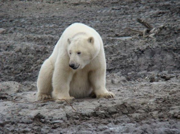 polar bear in the construction area