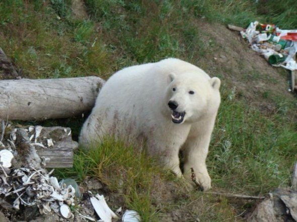 polar bear in the construction area