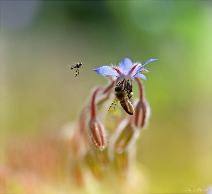 insect macro photography