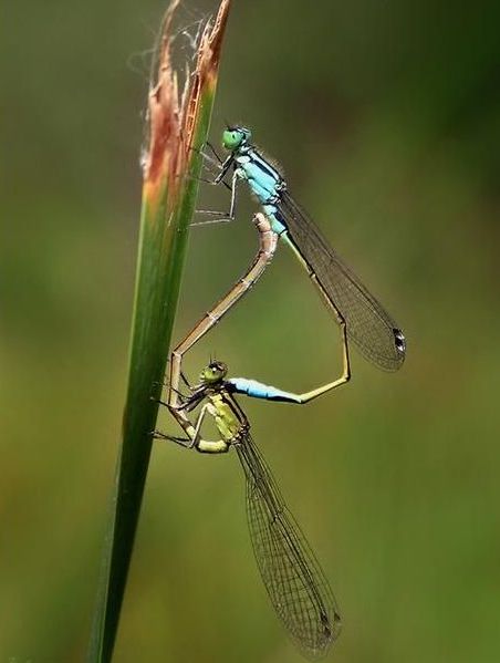 insect macro photography