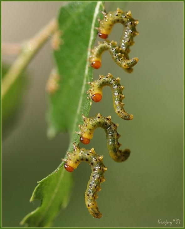 insect macro photography