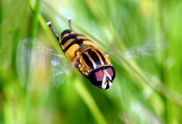 insect macro photography