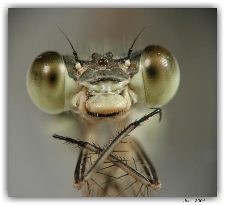 insect macro photography