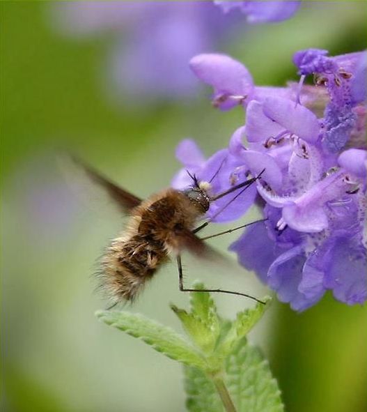 insect macro photography