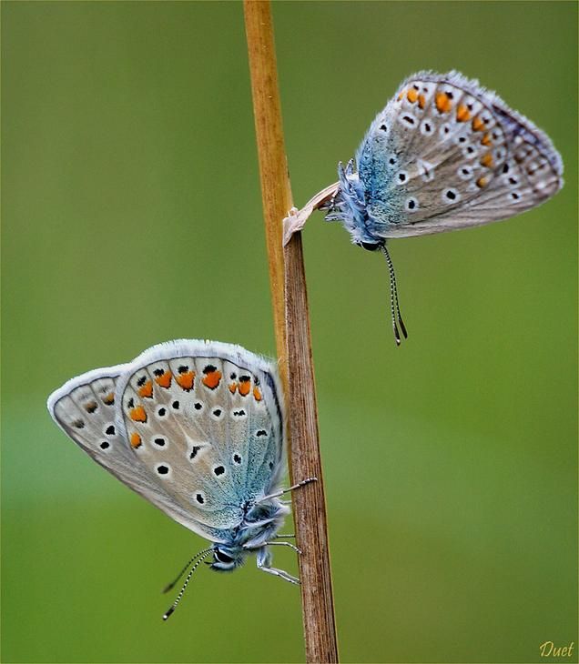 insect macro photography