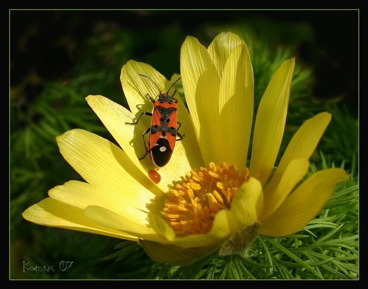 insect macro photography