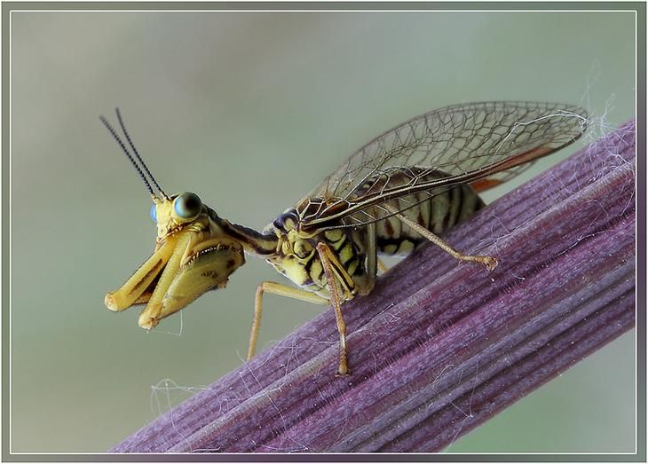 insect macro photography